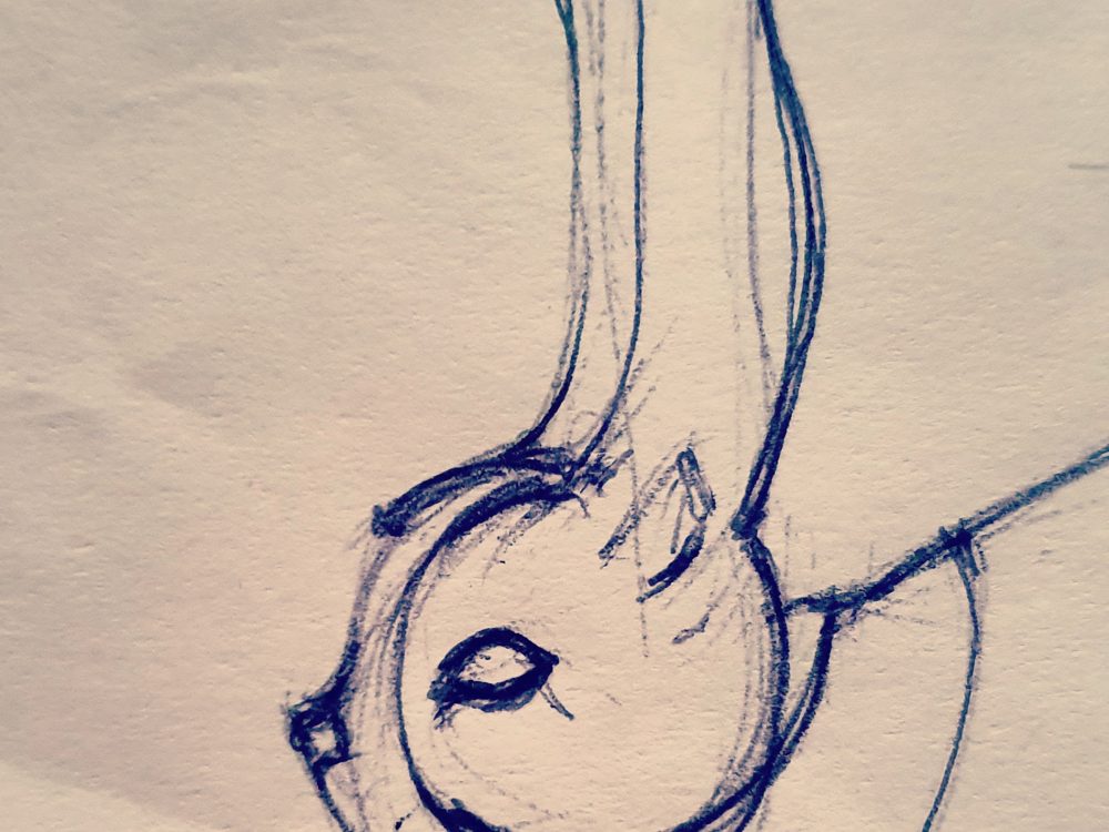 Illustrazione coniglio